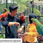 Wisata Grafika Bird Park, Cikole, Lembang, Bandung Barat